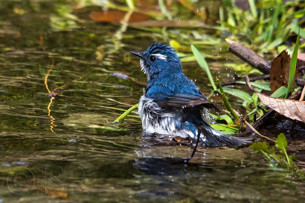pangot-bird